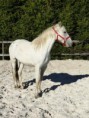 /album/chevaux/p1030756-2-jpg/